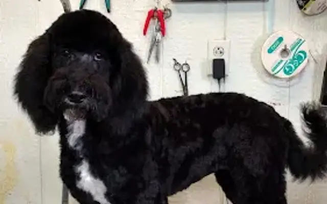 Hawk Inn Pet Parlor in Russiaville, IN
