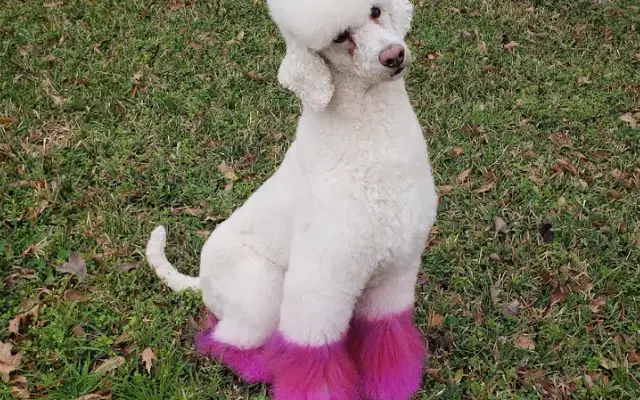 Pawsh Dog House in League City, TX
