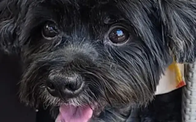 Cozy pet grooming in Coral Springs, FL