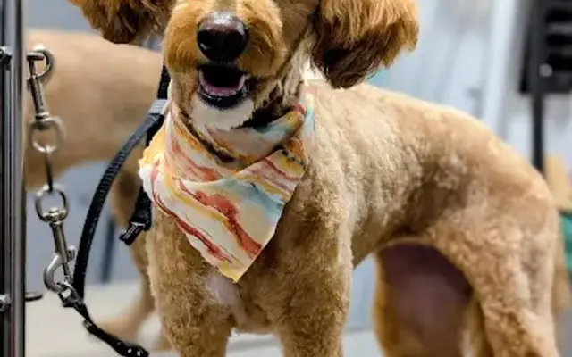 Grooming And Then Some in Charlotte, NC