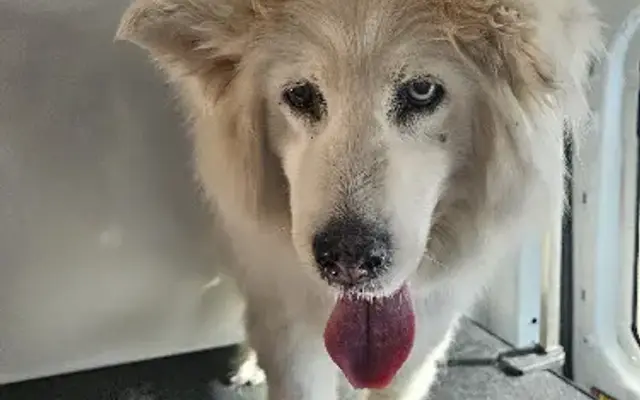 Waggy Tails Mobile Pet Grooming in El Paso, TX