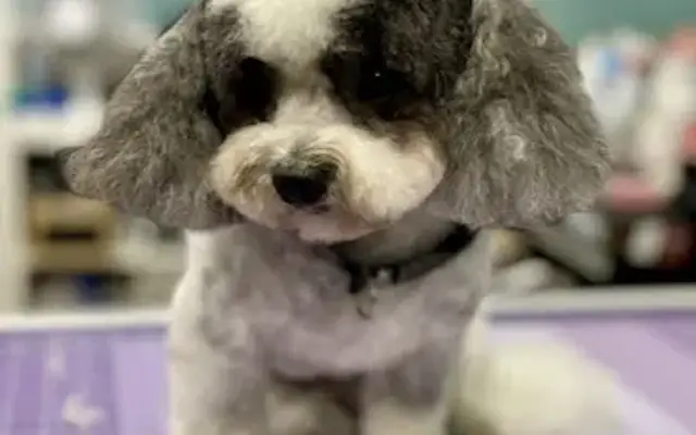 Doggie Clawz - Home Grooming in Burlington, NC