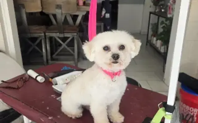 D'vine Pet Spa & Grooming LLC in Poinciana, FL