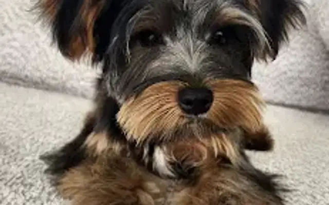 Puppy Day in La Mirada, CA