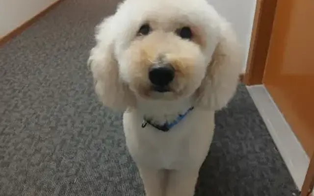 The Dog House Grooming Shoppe in Bad Axe, MI
