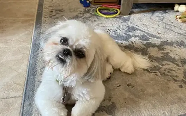 DOG Gone Gorgeous Grooming Salon & Spa in Seminole, FL