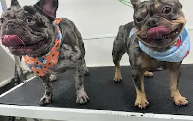 Mobile Dog Grooming Miami in Miami Springs, FL