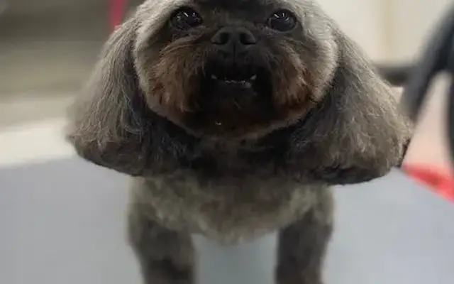 Furry & Fabulous Mobile Grooming in Creve Coeur, MO