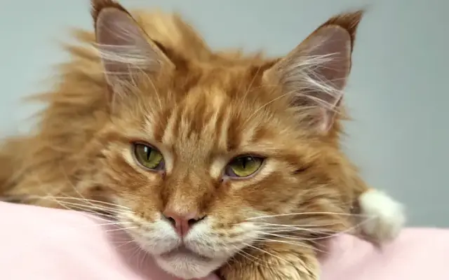 Paws for Purrfection LLC in New Castle, PA