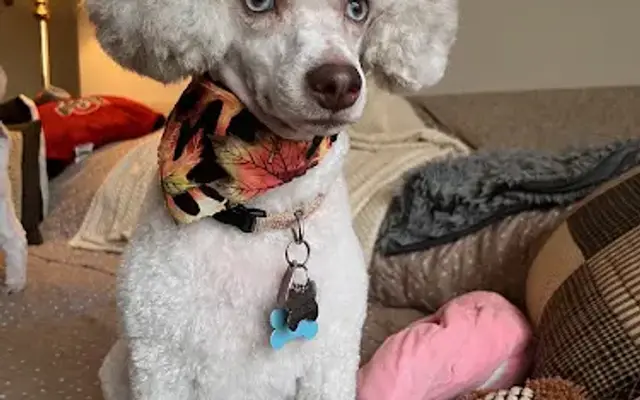 The Mystic Mutt Grooming in Johnstown, OH