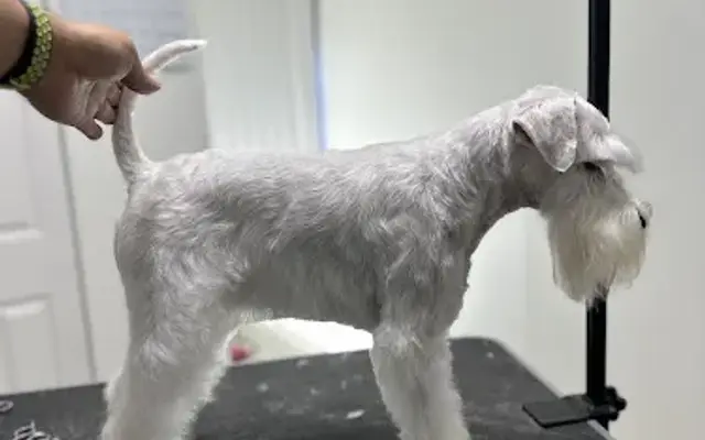 Ready For Grooming in West Miami, FL