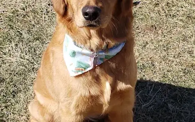 Pawsitive Vibes Grooming Salon LLC. in Kearneysville, WV