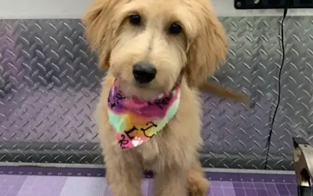 Mobile Pet Groomer Kendall in Miami, FL