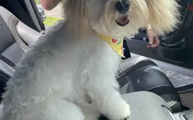 Reigning Cats & Dogs Inc in South Daytona, FL