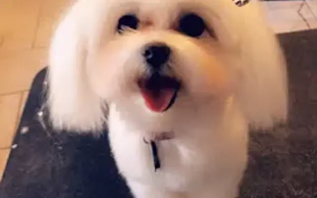 Stori Time Grooming in Lubbock, TX