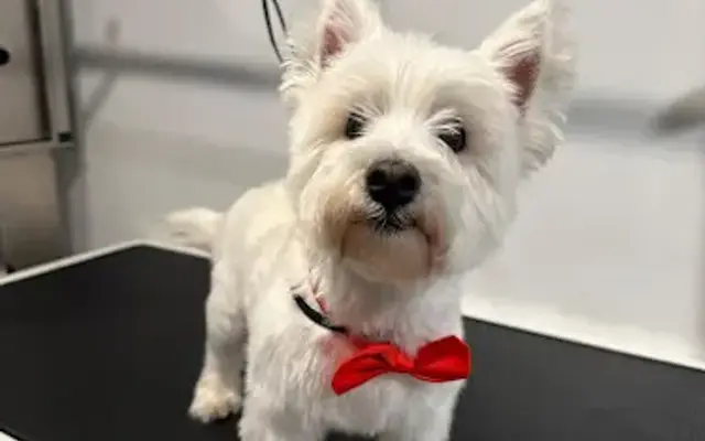 Rapawzel Dog Grooming & Day Care in New York, NY