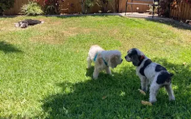 DOG BOARDING | PET SITTER | JR DOG HOTEL in Cutler Bay, FL