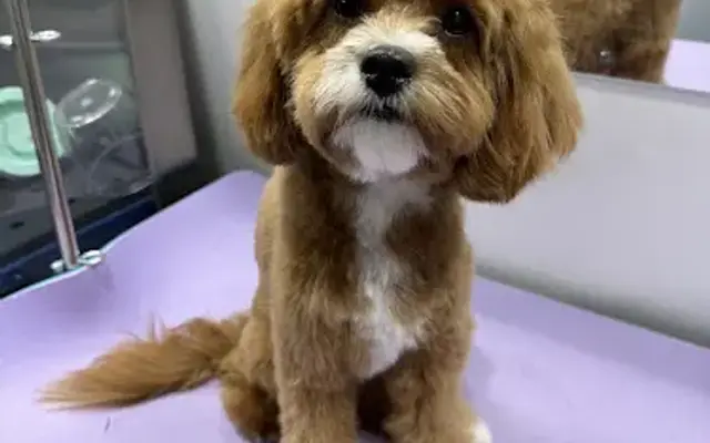 Carrie's Mobile Grooming in San Jose, CA