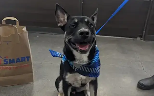PetSmart Grooming in Burien, WA