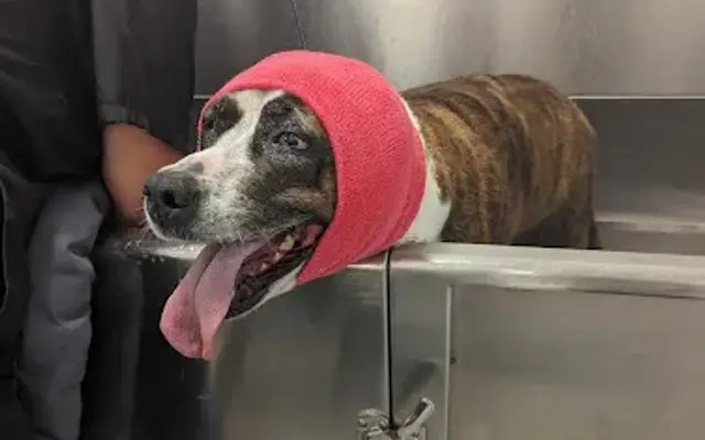 Sand Dollar Dog Spa and Boutique in Punta Gorda, FL