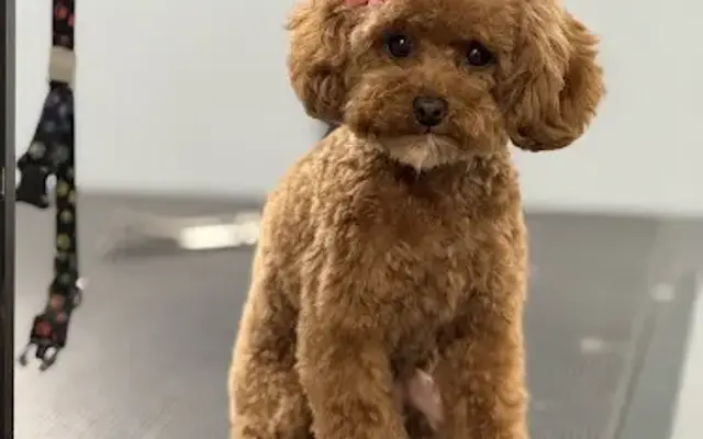 Audrey's Pampered Pups in Star, ID
