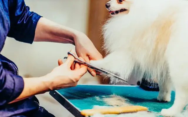 Groomingdales Pet Salon At Alsip Home & Nursery in St John, IN