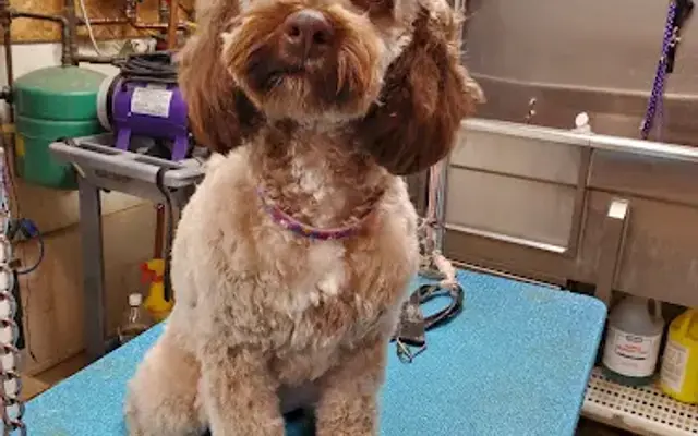 Eileen's Country Pet Grooming in Watertown, WI