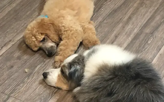 AKCStandardPoodles in Athens, AL