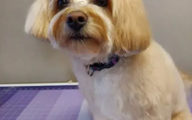 Standards Pet Grooming in Scottsdale, AZ