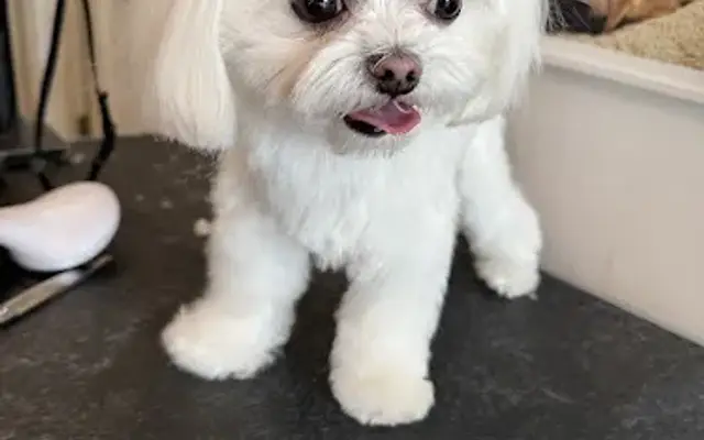 Pawzandcutz in Brooklyn, NY