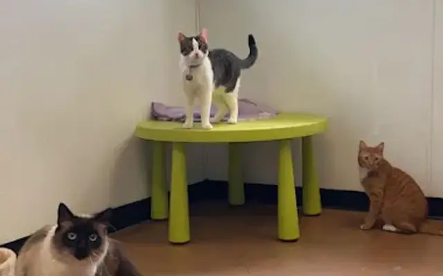 SOCO Pet Lounge in Austin, TX