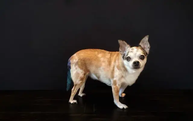The Art of Dog Grooming in Laguna Beach, CA