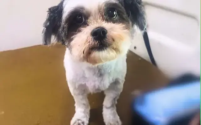 Fritzy's Pet Care Pros in Carson, CA