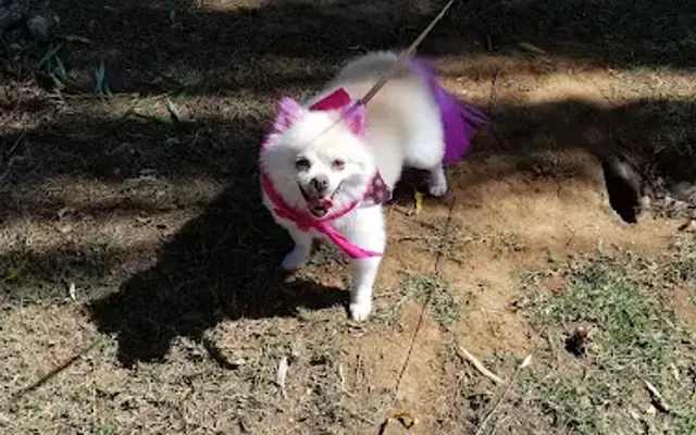 Bows and Bones House Call Grooming LLC in Elk Grove, CA