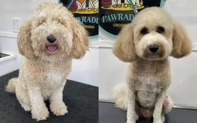 Pawradise Grooming Fl in Tampa, FL