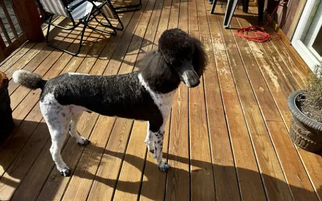 Wag'n Tails in Albemarle, NC