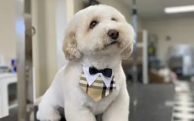 Lafleur Pet Grooming in Tiburon, CA