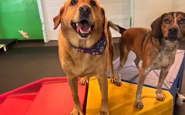 Paws 'n' Rec - Fayetteville in Fayetteville, AR