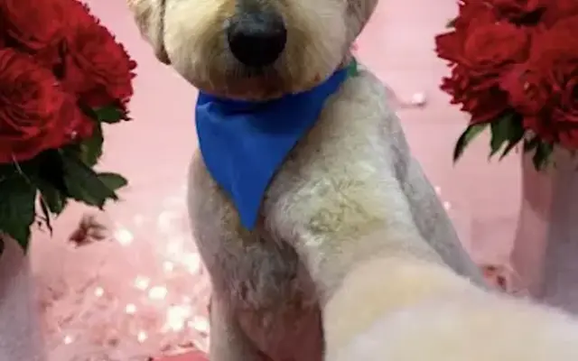 Woof Gang Bakery & Grooming Heathrow in Lake Mary, FL