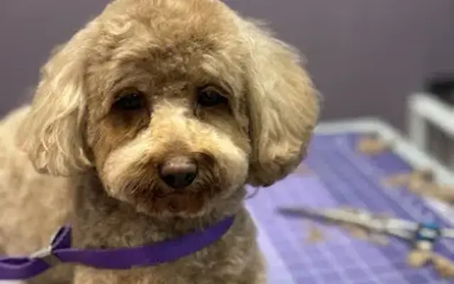 KPup Dog Grooming in Ashburn, VA