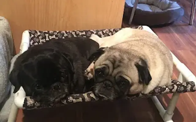 Pampered Pet Place in Somerset, WI