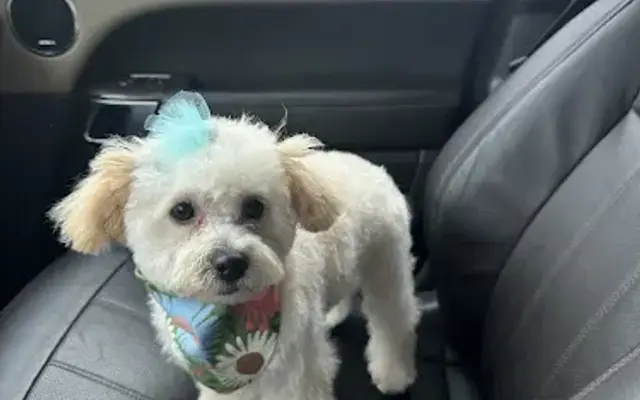 Posh Pet Studio in Katy, TX