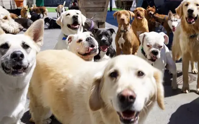 West LA Dogs- Big Dog Building in Los Angeles, CA