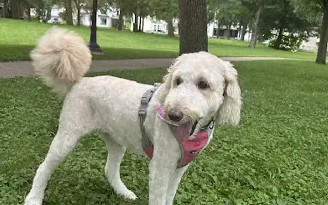 PAWS-itive Pet Grooming in Chippewa Falls, WI