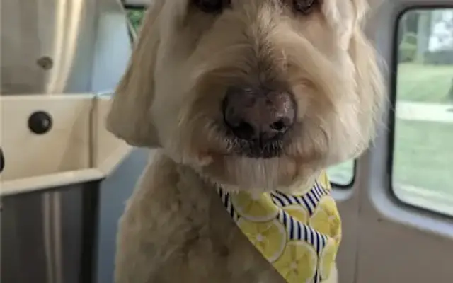 Mobile Grooming by Heather LLC in Wake Forest, NC