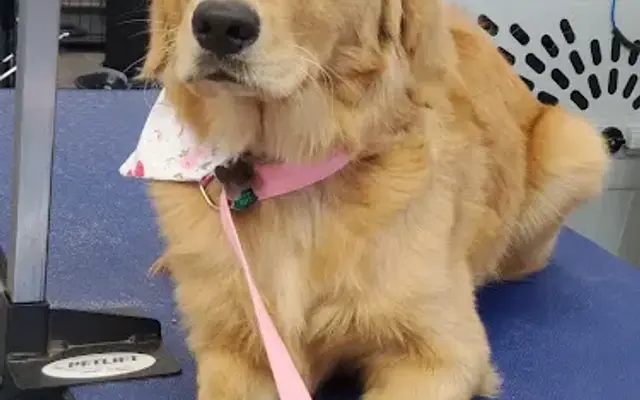 K-9 Design in Canonsburg, PA