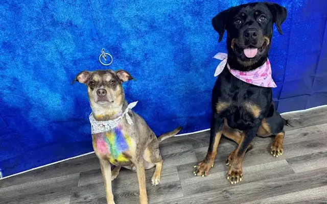 Aria’s Pawsitive Grooming LLC in Battle Creek, MI