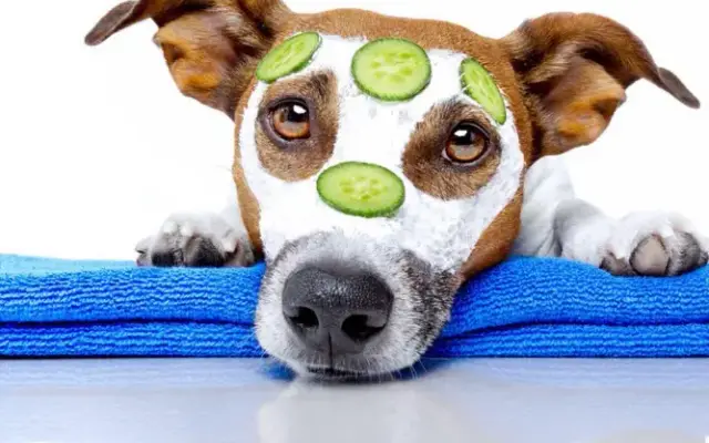 Dawn's Mobile Doggie Spa in Buckley, WA