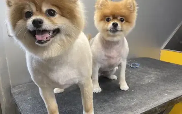 Rockies Pet Services in Elizabeth, CO