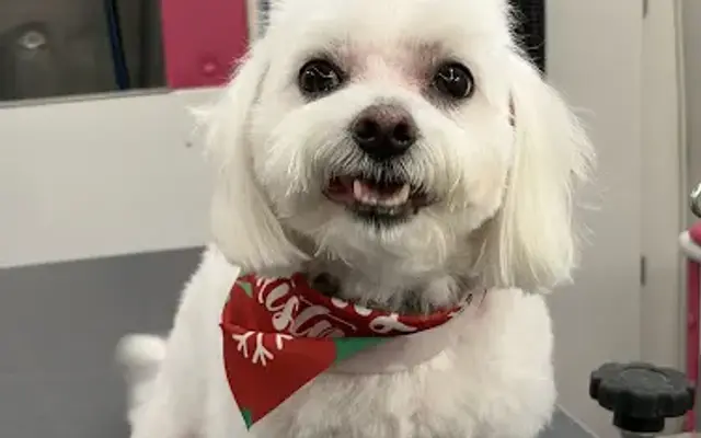 Star Barks Mobile Pet Spa in Memphis, TN